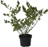 Heidelbeere Reka (R) - Vaccinium corymbosum Produktbild-Vorschau 2