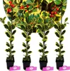 Sada 4 zlatě zbarvených cesmín - Ilex altaclerensis "Golden Náhled obrázku produktu 1
