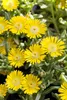 Mittagsblume Wheels of Wonder® 'Golden Wonder' Produktbild-Vorschau 1
