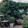 2er-Set - Humulus Lupulus - Hopfenpflanze - geeignet zum Produktbild-Vorschau 5