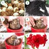 Amaryllis Zwiebel Celica - 1 Blumenzwiebel in Großformat Produktbild-Vorschau 3