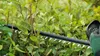 Akku-Heckenschere UniversalHedgeCut 18V-50 Produktbild-Vorschau 2