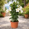 Mandevilla Dipladenia – kwiat rurkowaty – forma piramidalna Podgląd zdjęcia produktu 3