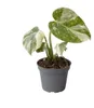 Gardners Monstera deliciosa variegata Thai Constellation, Náhled obrázku produktu 2