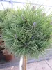 Pinus mugo Mops - Kugel-Kiefer Mops Stamm 40cm Produktbild-Vorschau 2
