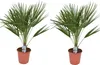 Two potted dwarf palm trees are shown against a white background. Produktbild-Vorschau