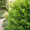 Green boutiQ - 40x Ligustrum ovalifolium - Gewöhnlicher Produktbild-Vorschau 4