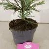 Sequoiadendron giganteum, Riesenmammutbaum, Höhe 60 cm – 2 Produktbild-Vorschau 4