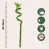 Dracena - 6 szt - Dracaena sanderiana - Wysokość 40-50cm - Podgląd zdjęcia produktu 2