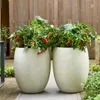 Papryka slodka z czerwonymi owocami - na balkon i do ogrodu Podgląd zdjęcia produktu 3