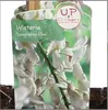 Wisteria floribunda Alba 70-80 cm - weißer japanischer Produktbild-Vorschau 2