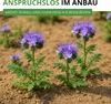 Phacelia Bienenfreund Samen 3 g - Phacelia tanacetifolia - Produktbild-Vorschau 7