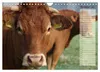 Glückliche Kühe (Wandkalender 2027 DIN A4 quer), CALVENDO Produktbild-Vorschau 9