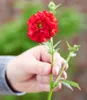 BALDUR Garten 3x Geum 'Firestarter®', Pflanzen im 9x9 Produktbild-Vorschau 4