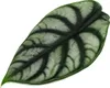 Alocasia baginda Silver Dragon Tropical Root Alocasia Náhľad obrázku produktu 4