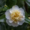 A close-up of a white and yellow camellia flower with green leaves in the background. Produktbild-Vorschau