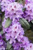 Rhododendron Hybr. 'Blue Peter', Rhododendron, blauviolett, Produktbild-Vorschau 2