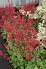 Stauden Gänge 3 x Heuchera Hybride 'Paris' im 1 Liter Topf Produktbild-Vorschau 3