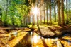 Muralo Vlies Fototapete WALD Sonne Bäume Natur Landschaft Produktbild-Vorschau 2