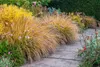 Stauden Gänge 1 x Pennisetum alopecuroides 'Cassian' im 1 Produktbild-Vorschau 4