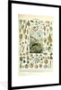 MuchoWow® Gerahmtes Poster Meerestiere - Muschel - Vintage Produktbild-Vorschau 1
