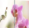 A close-up of pink orchids with buds on a stem. Podgląd zdjęcia produktu