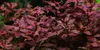 Aquarium Pflanze Ludwigia palustris AquaOne Nr.335B Produktbild-Vorschau 1