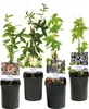 GreenboutiQ - Fleurs de Passions - Passiflora Rainbow - Voir les images du produit 2