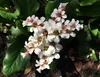 Stauden Gänge 3 x Bergenia cordifolia 'Silberlicht' - Produktbild-Vorschau 6