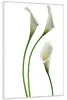 Wallario Wandbild Callas weiß gelb, Größe: 61 x 91,50 cm, Produktbild-Vorschau 2