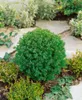 Thuja occidentalis 'Teddy', Kugel-Lebensbaum, kompakt, Produktbild-Vorschau 12