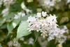 Kolkwitzia amabilis, Kolkwitzie, rosa Blüten, 60–100 cm Produktbild-Vorschau 2