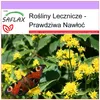 SAFLAX - Prawdziwa Nawłoć - 100 Nasiona - Solidago Podgląd zdjęcia produktu 5