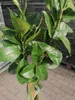 Citrus sinensis Navelina - pravý pomeranč - pomeranč - Náhled obrázku produktu 3