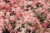 Sada 3 kusů Acer palmatum – kompaktní javory – Náhled obrázku produktu 3