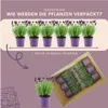 Plants by Frank | 6 Französische Lavendel Pflanzen | Produktbild-Vorschau 6