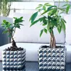 Two potted plants on a table with a white sofa in the background. Produktbild-Vorschau
