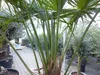XXL Palme 230 cm | Stamm 80 cm | Trachycarpus fortunei Produktbild-Vorschau 6