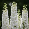 3x Delphinium (P) M.Fount.Pure White P9H20 Produktbild-Vorschau 2