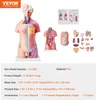 VEVOR Model lidského těla, 23 kusů 455 mm, anatomický model Náhled obrázku produktu 7