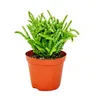 Sukulent - Crassula lycopodioides - Myší chvost - v 8,5cm Náhľad obrázku produktu 2