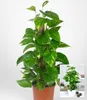 BALDUR Garten 1x Efeutute am Moosstab, Pflanze im 15 Produktbild-Vorschau 2