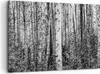 Bild auf Leinwand - Leinwandbild - Einteilig - Birken Wald Produktbild-Vorschau 1