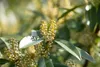 Prunus laurocerasus 'Otto Luyken', Kirschlorbeer, Produktbild-Vorschau 3