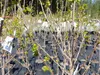 Kakibaum 150 - 180 cm Kakipflaume Pflanze Produktbild-Vorschau 1