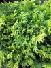 Chamaecyparis pisifera 'Nana' - Zwerg-Sawara Scheinzypresse Produktbild-Vorschau 3