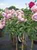 Rosa Nautica ® - Hochstammrose - ADR Rose - Kordes Rose Produktbild-Vorschau 2