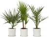 Three potted palm plants are arranged together against a white background. Podgląd zdjęcia produktu