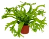 Asplenium nidus Chrissie - špeciálne odrody papradia do Náhľad obrázku produktu 1