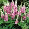 6 x Lupina - Lupinus 'The Chatelaine' | 9 cm x 9 cm Náhled obrázku produktu 2